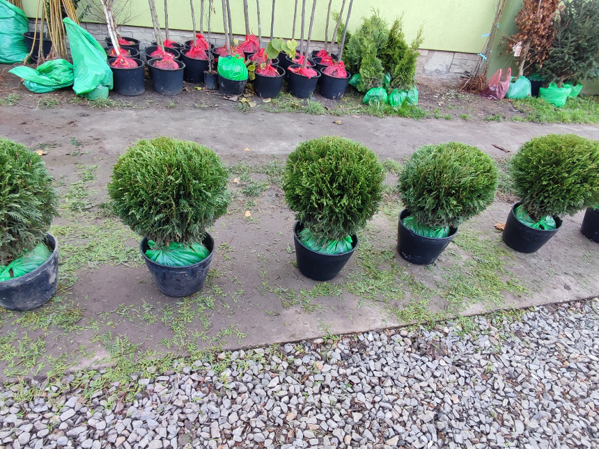 Loptasta Tuja - Rasad