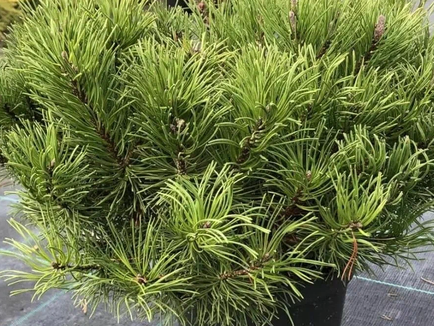 Patuljasti Bor - Rasad