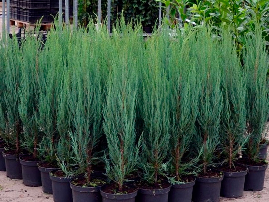 Plava Strela - Rasad