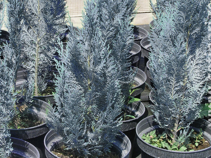 Plavi Kolumnaris - Rasad