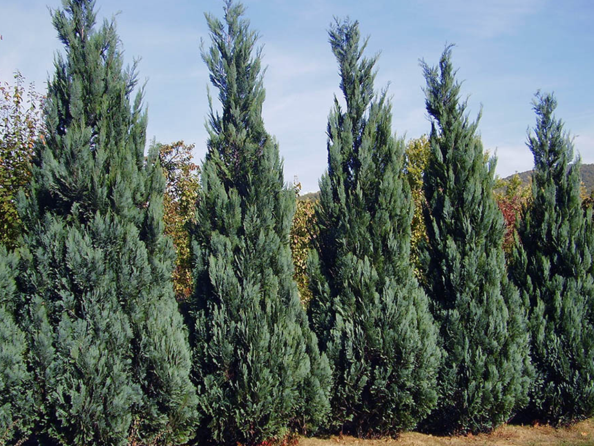 Plavi Kolumnaris - Drvo