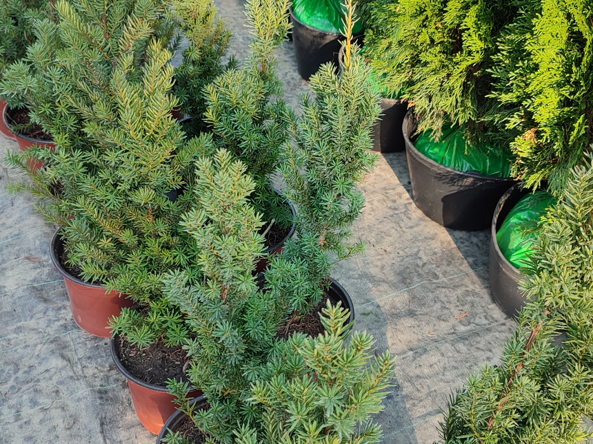 Rasad - Stubaste Tise