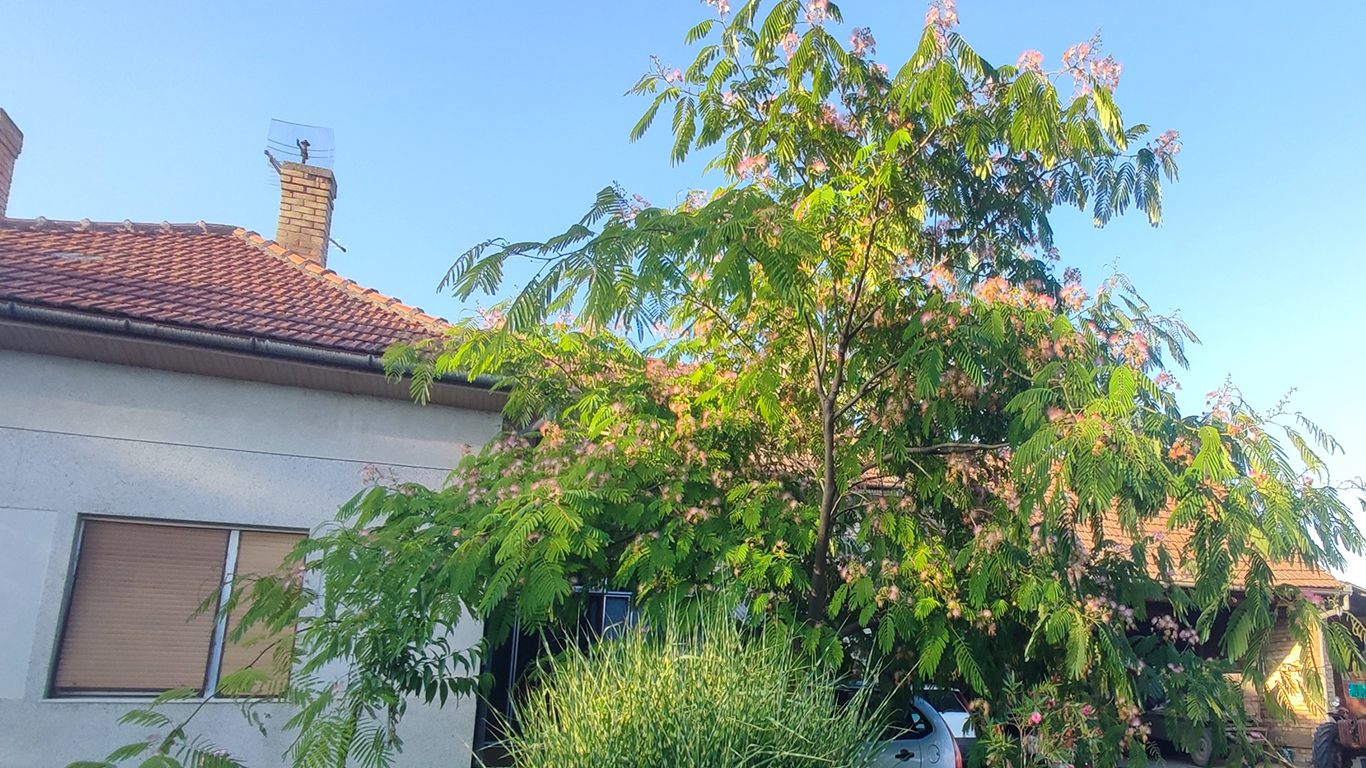 Albicija-Kineska Mimoza