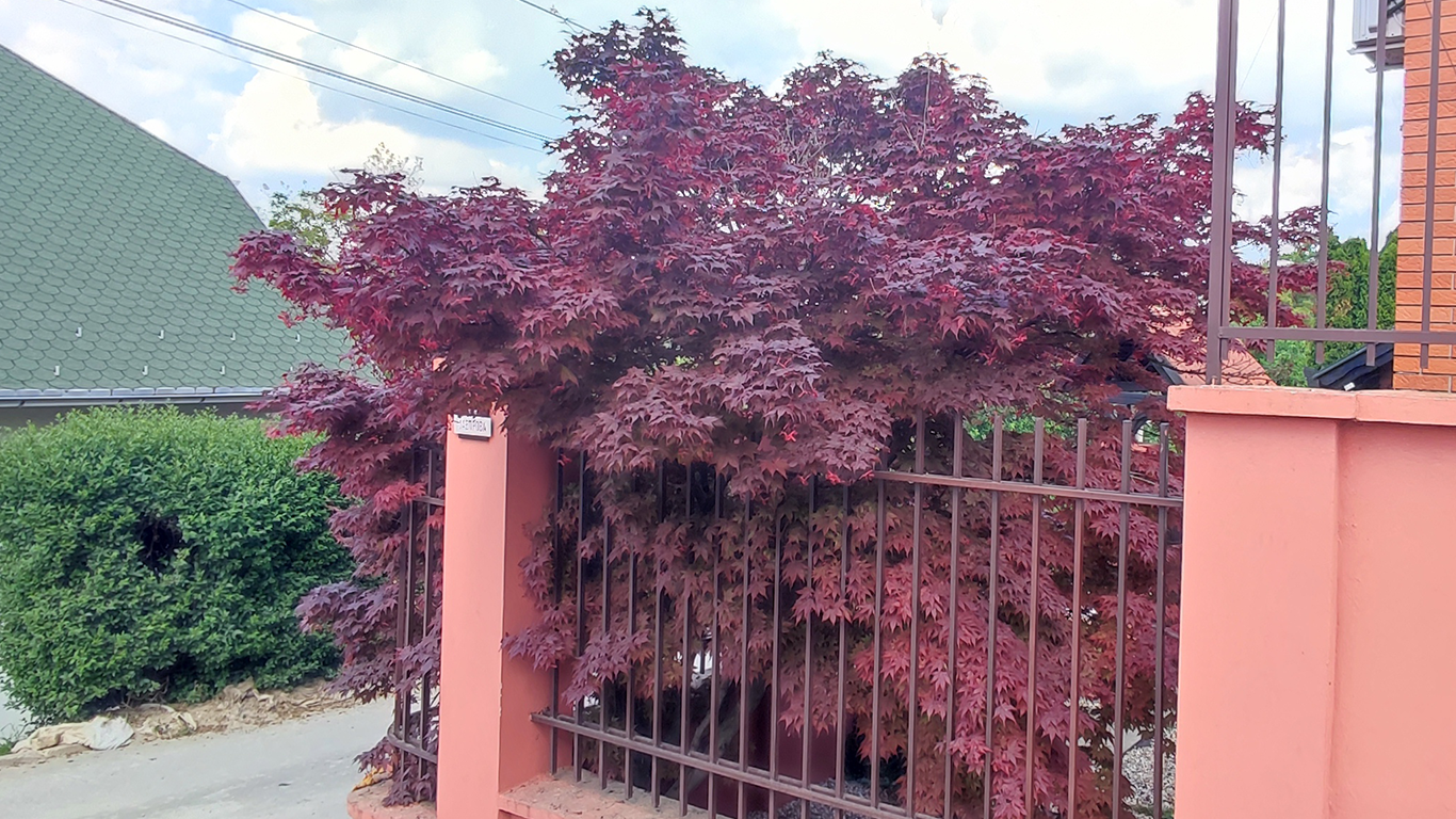 Japanski Crveni Javor