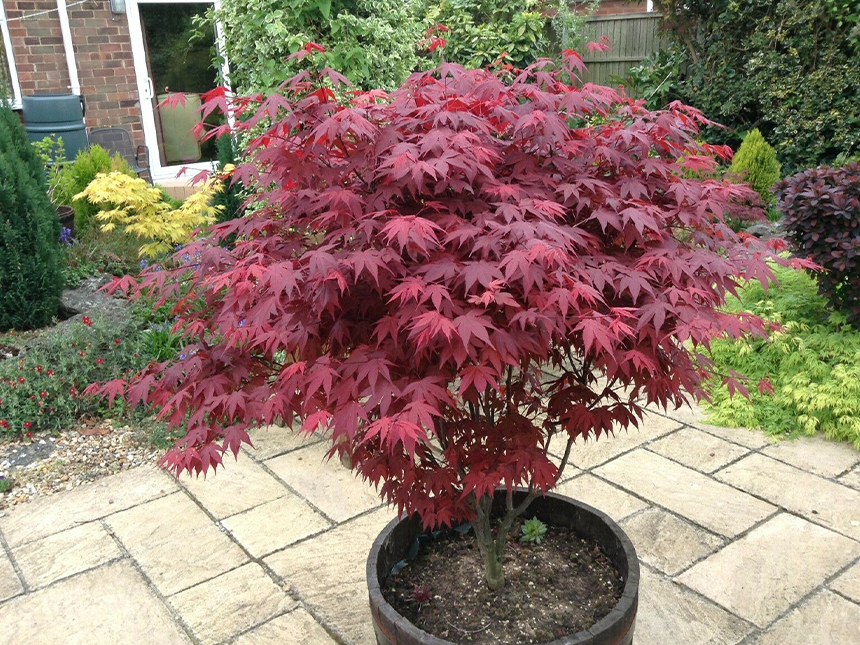 Japanski Crveni Javor - Rasad