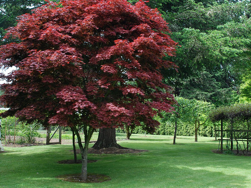 Japanski Crveni Javor - Drvo