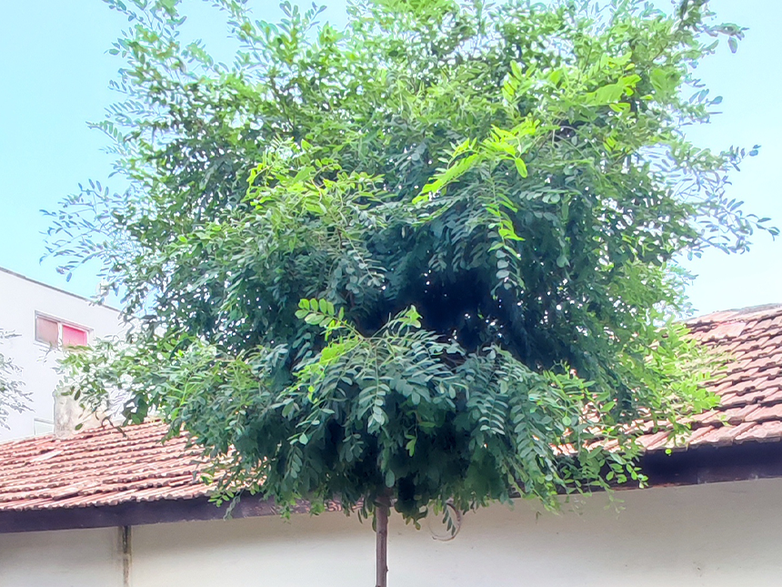 Kuglasti Bagrem - Drvo