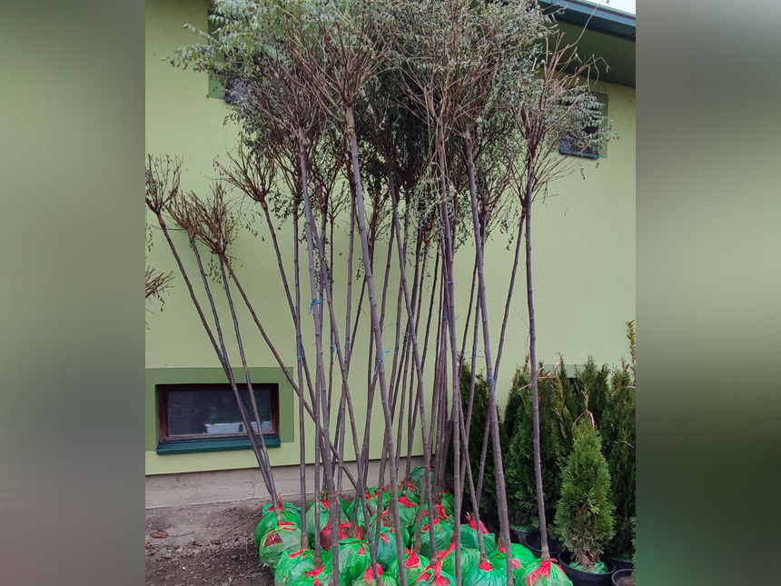 Kuglasti Bagrem - Rasad