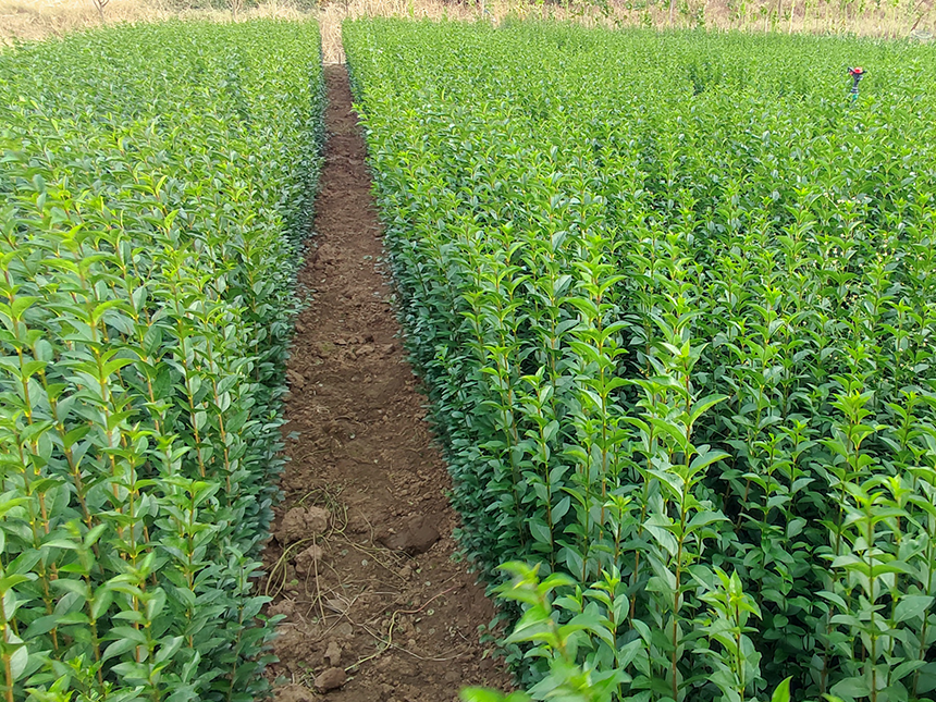 Ligustrum - Živa Ograda