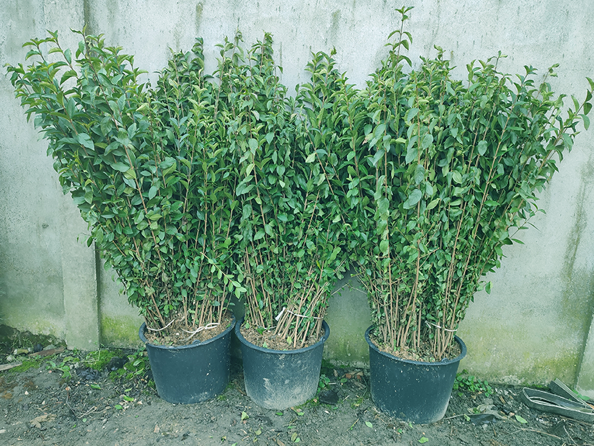 Ligustrum - Rasad