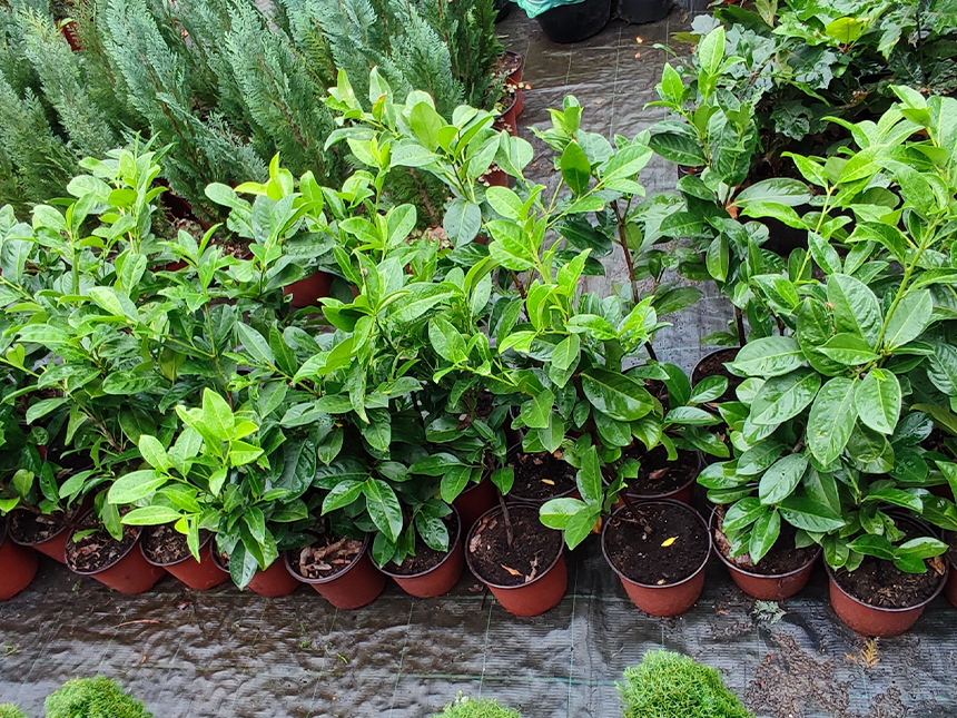 Lovor višnja - rasad