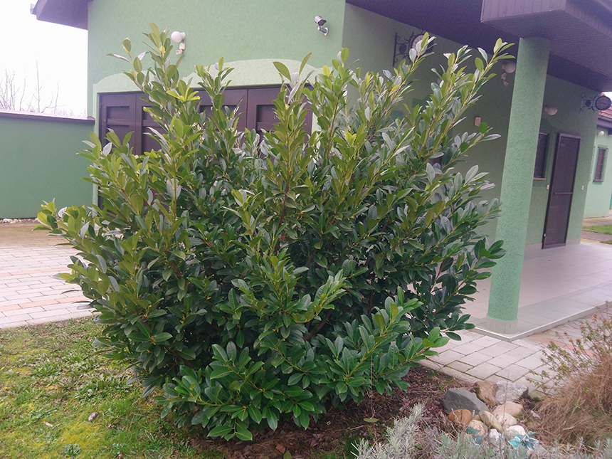 Lovor Višnja - Živa Ograda