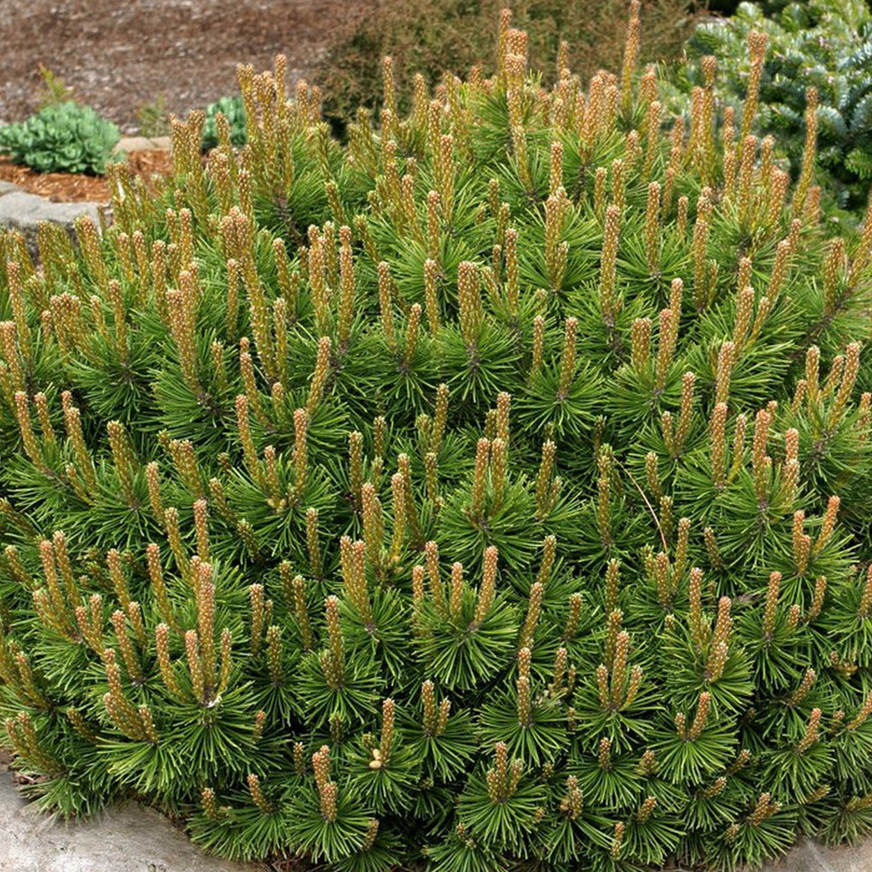 pinus mugo patuljasti bor