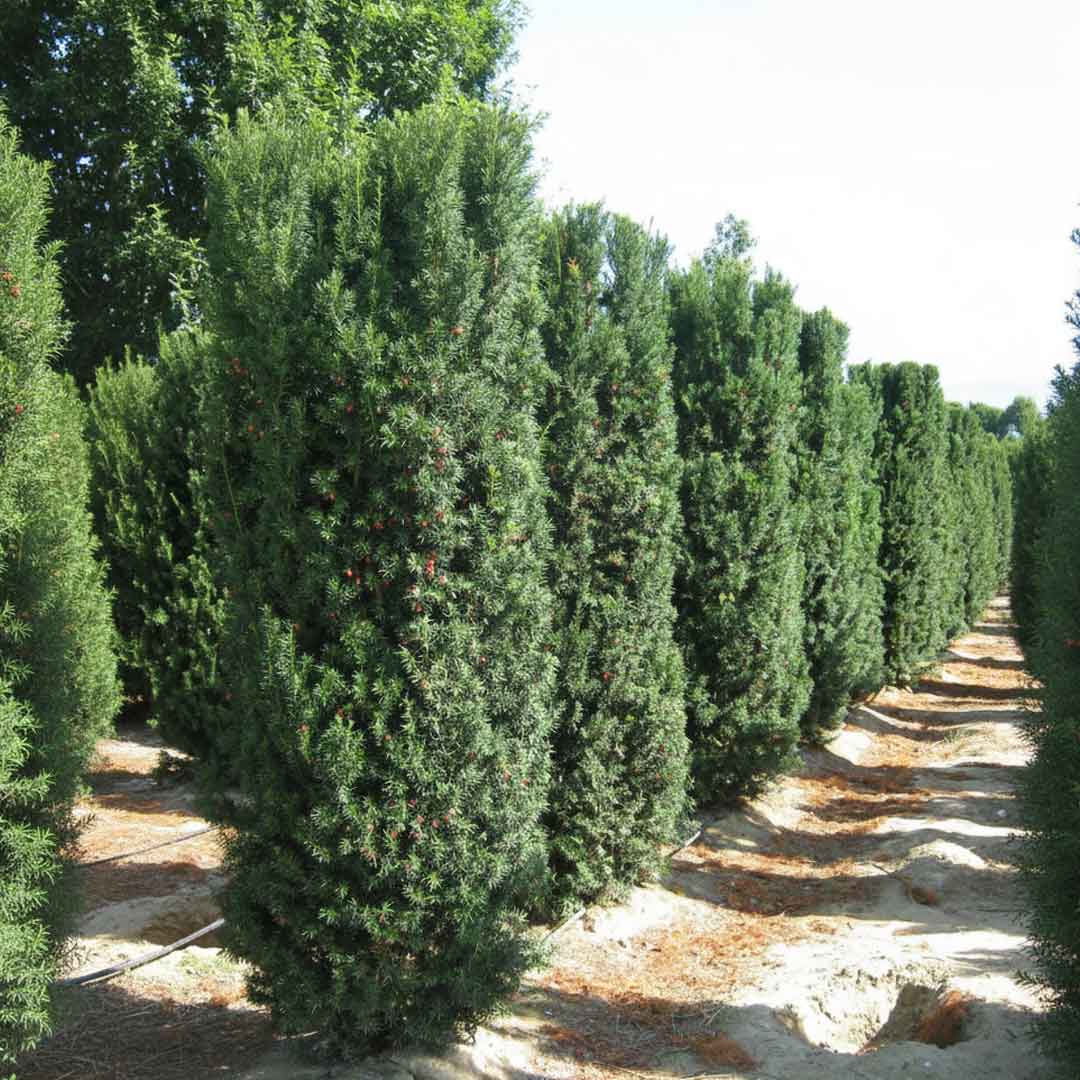 Tisa Hicksii