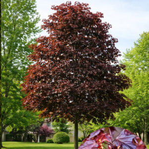 acer crimson king