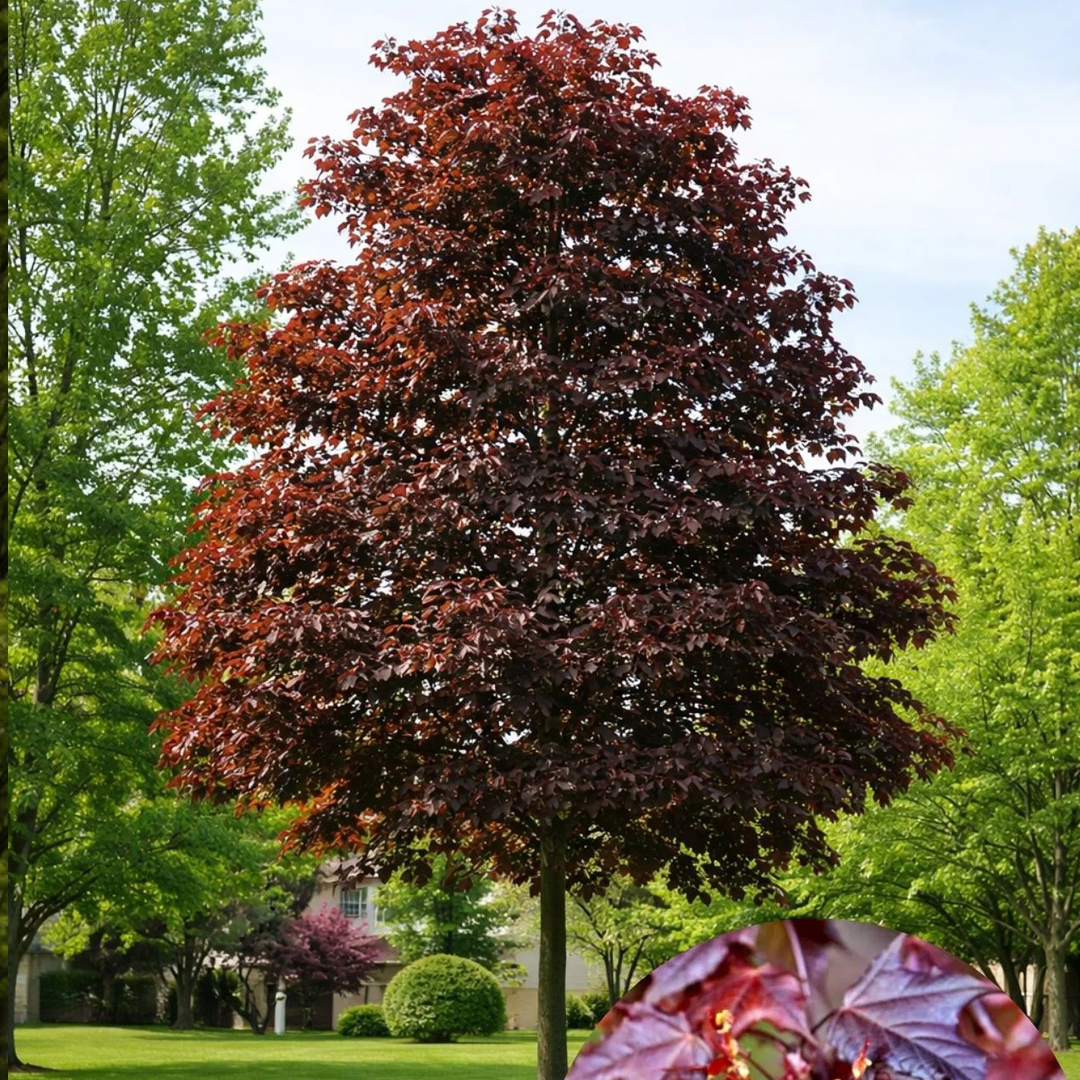 acer crimson king
