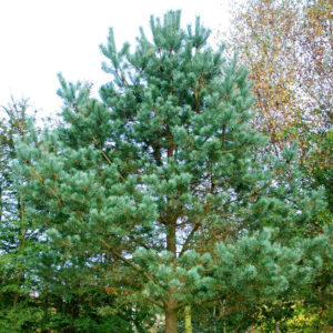 beli-bor-pinus-sylvestris