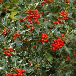 božikovina ilex