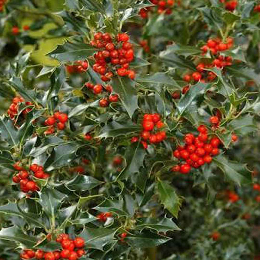 božikovina ilex