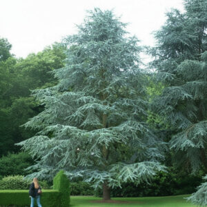 cedrus deodara himalajski kedar