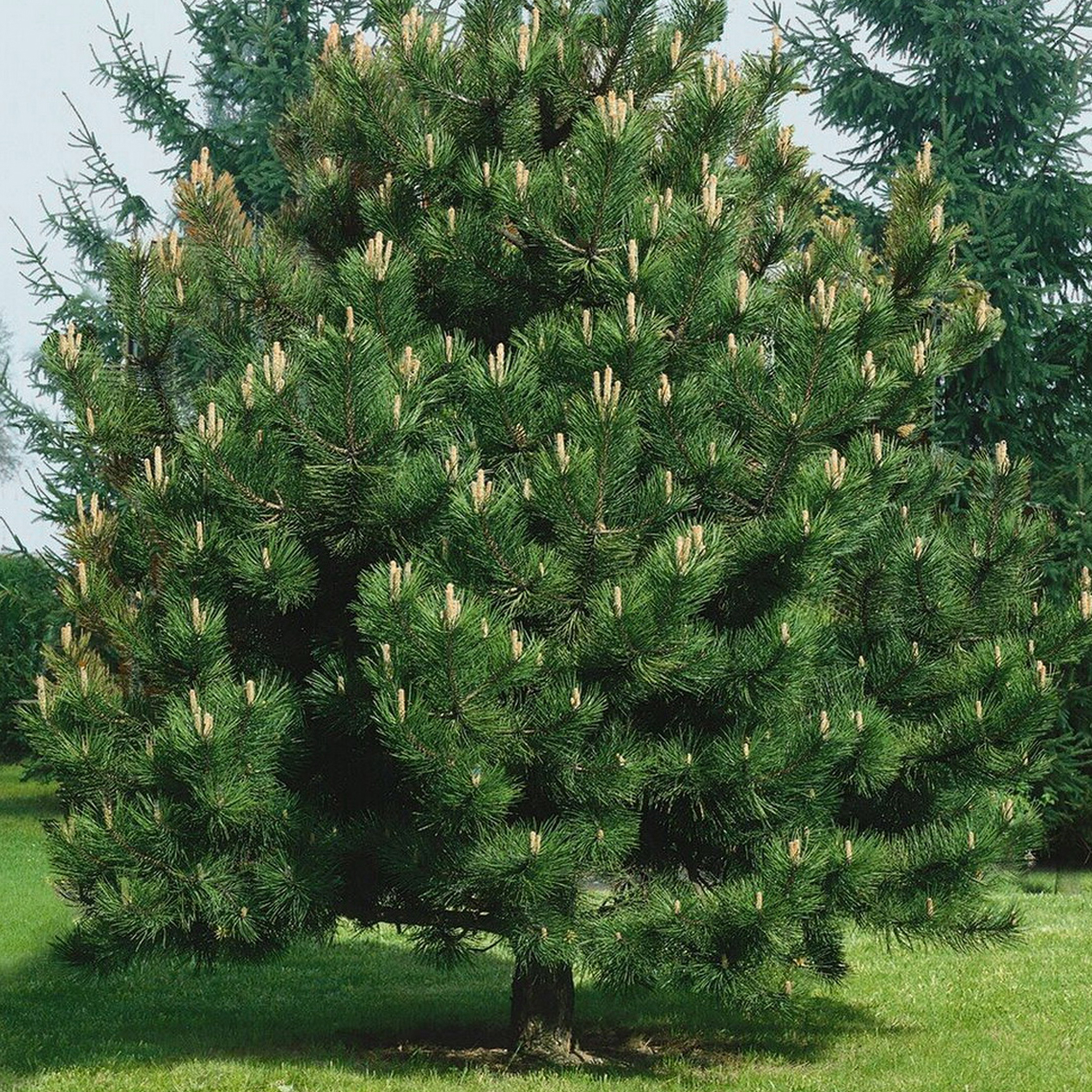 crni-bor-pinus-nigra