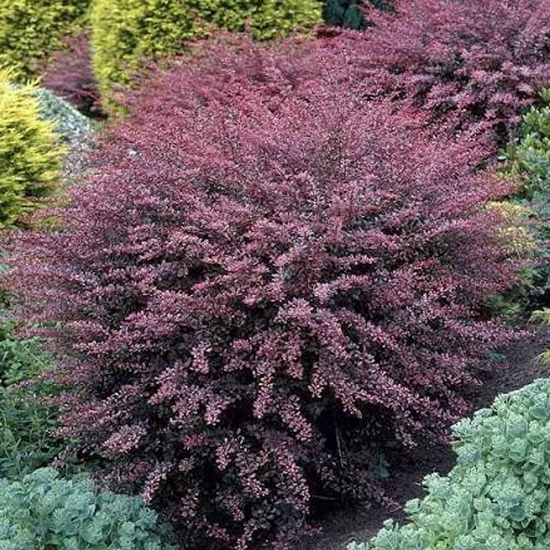 crveni berberis