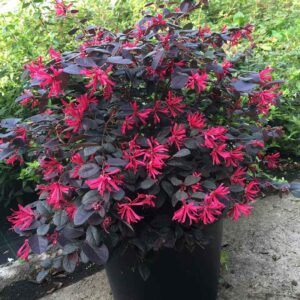 crvenolisni loropetalum