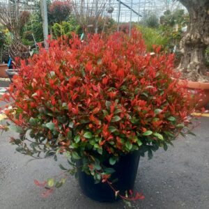 fotinija little red robin