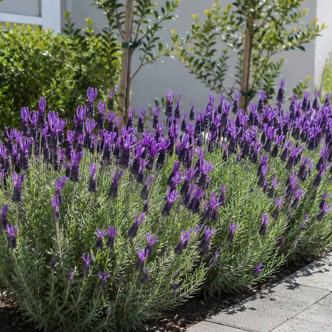 francuska lavanda