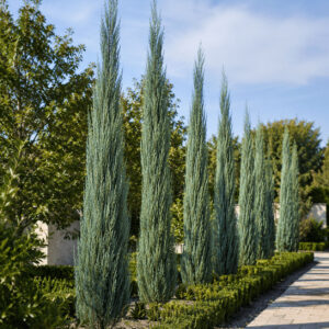 juniperus-blue-arrow