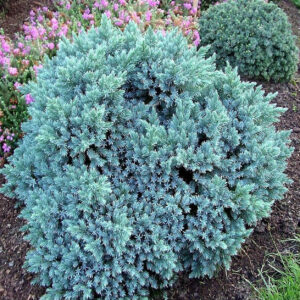 juniperus-plava-zvezda