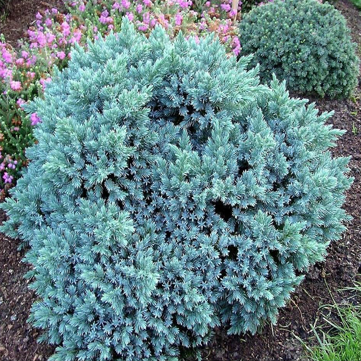 juniperus-plava-zvezda