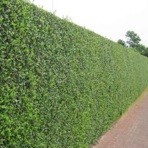 ligustrum kalina