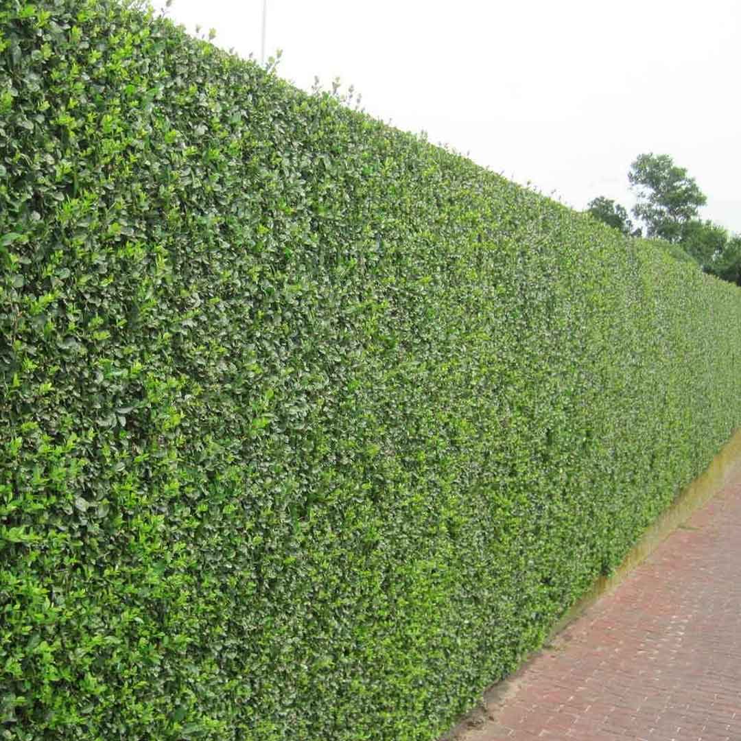 ligustrum kalina