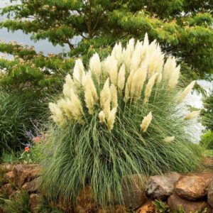 pampas trava bela