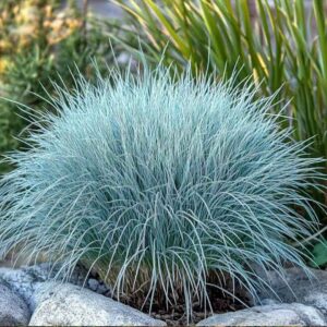 plava trava festuca glauca