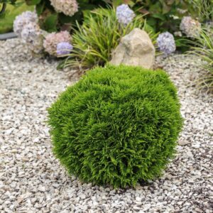 thuja danica