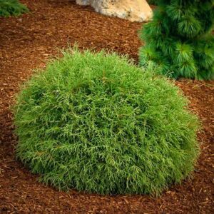 tuja bowling ball