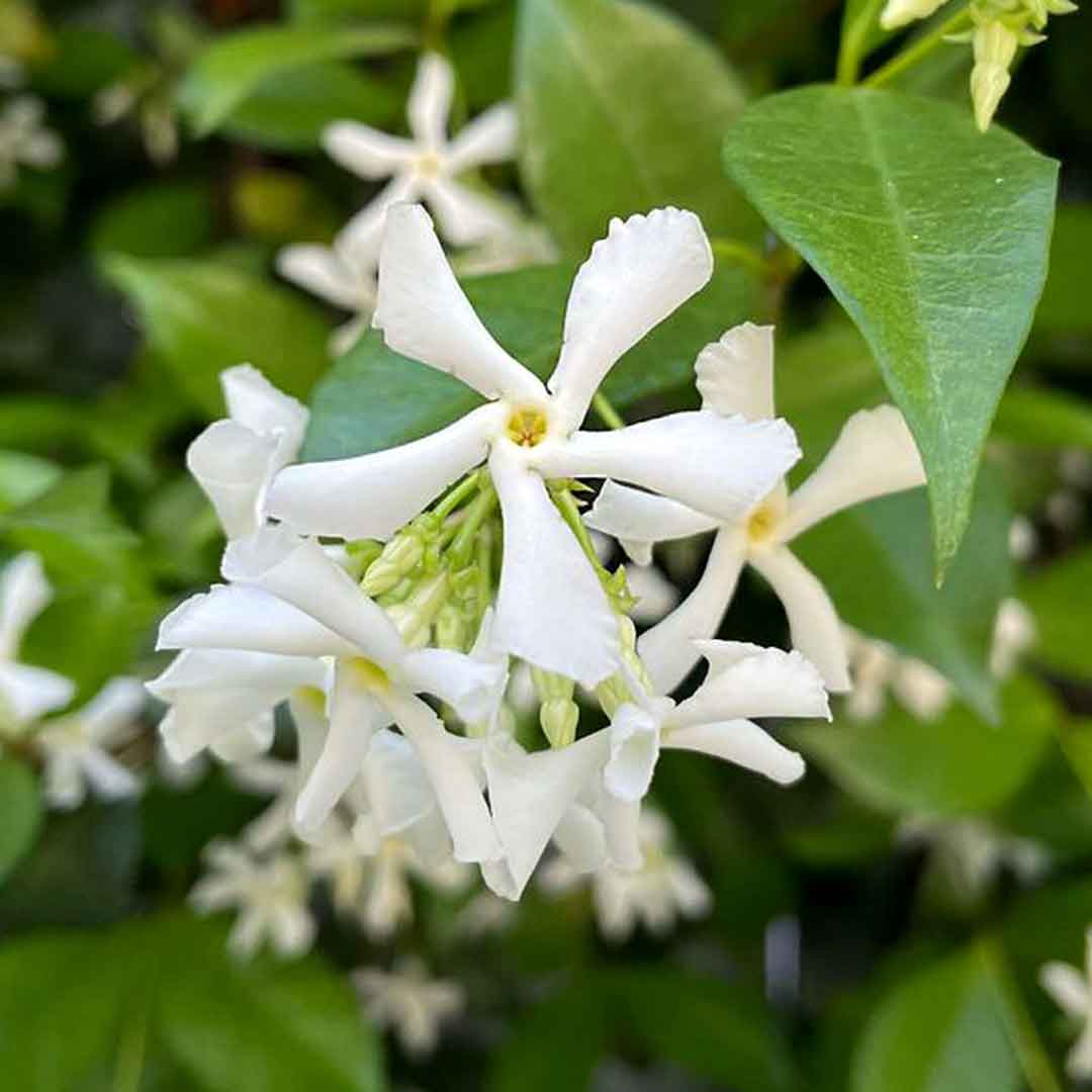 zimzeleni jasmin