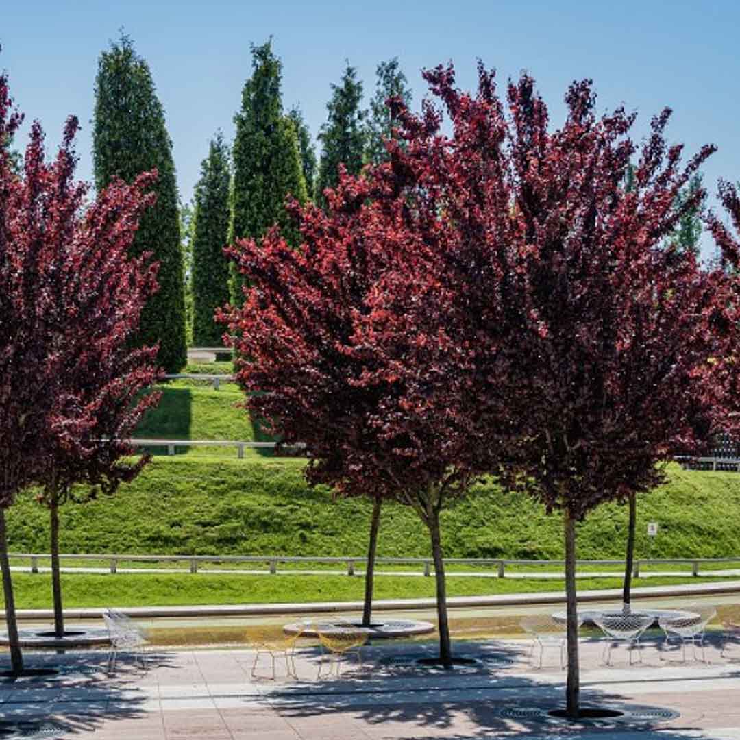 crvena ukrasna šljiva